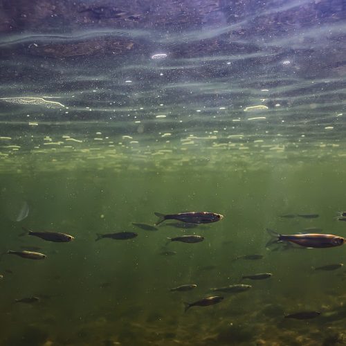 flock of small fish underwater, freshwater bleak fish anchovy seascape